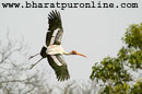  painted Stork in the Park